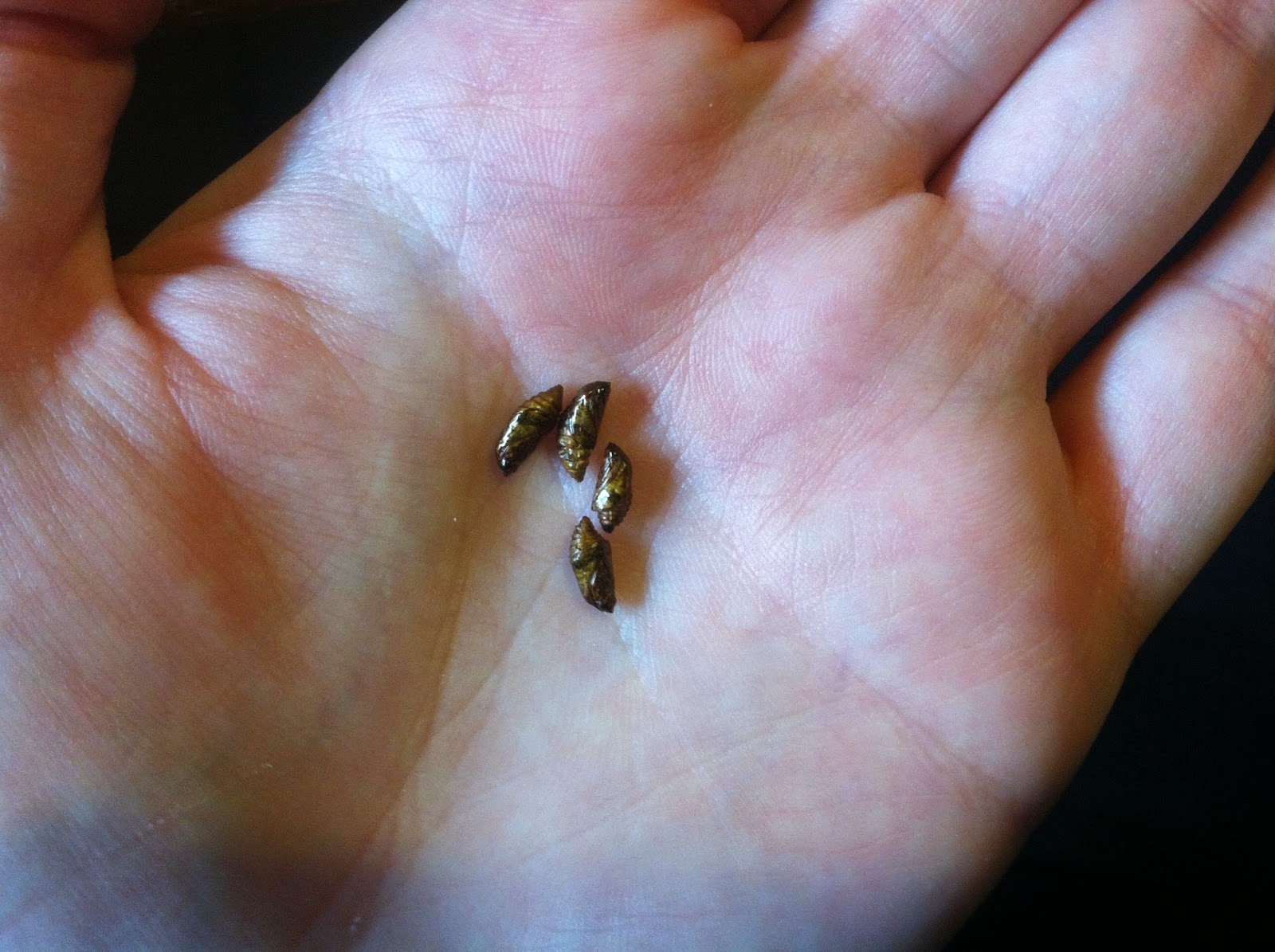 The Wakefields in Mexico The Parable of the Lost Mexican Jumping Beans